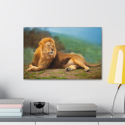 "Sunlit King – Male Lion Resting in the Sun Wall Art on canvas, acrylic, and metal – front view featuring a regal lion basking in golden sunlight."
