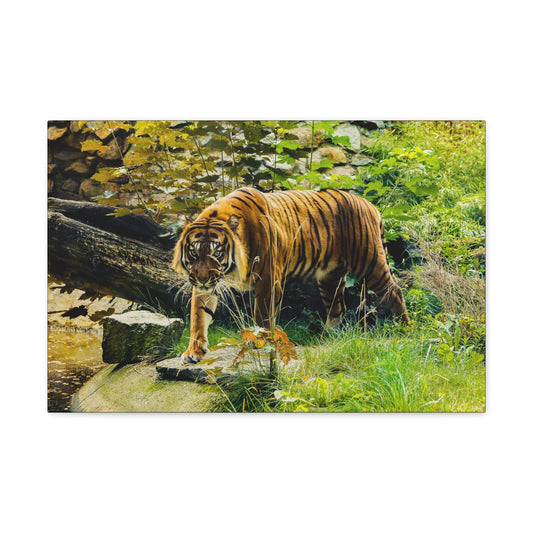 "Silent Predator – Tiger Drinking in the Grass Wall Art on canvas, acrylic, and metal – front view featuring a majestic tiger about to drink in a grassy field."