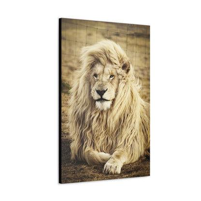 "Lion Laying in a Field Wall Art on canvas, acrylic, and metal – front view of majestic wildlife scene"
