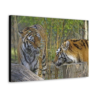 "Clash of Kings – Fighting Tigers Wall Art on canvas, acrylic, and metal – front view featuring two fierce tigers preparing to battle."
