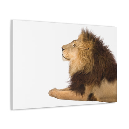 "Silent Guardian – Resting Lion on White Background Wall Art on canvas, acrylic, and metal – front view featuring a serene lion lying down."

