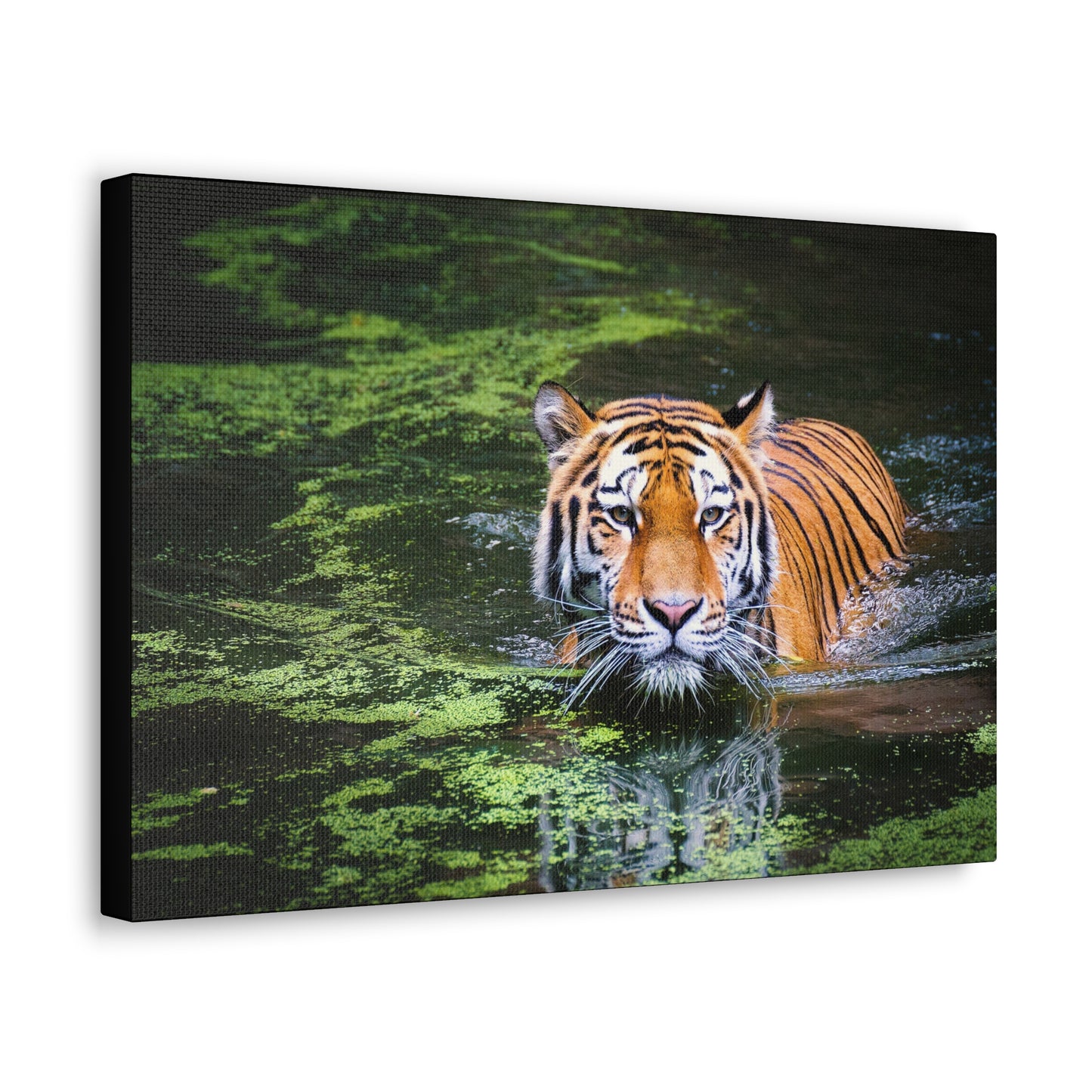 Silent Strength – Swimming Tiger Wall Art on canvas, acrylic, and metal – front view featuring a powerful tiger moving gracefully through water.