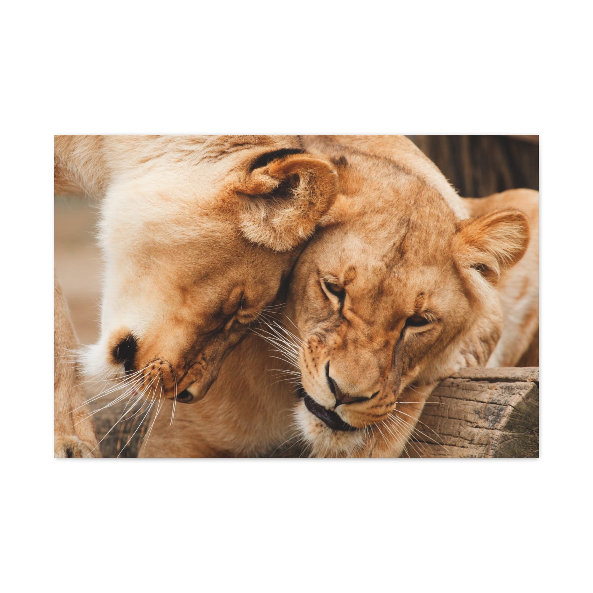 "Sisterhood of the Wild – Lioness Bond Wall Art on canvas, acrylic, and metal – front view featuring two lionesses touching heads in a heartwarming moment."
