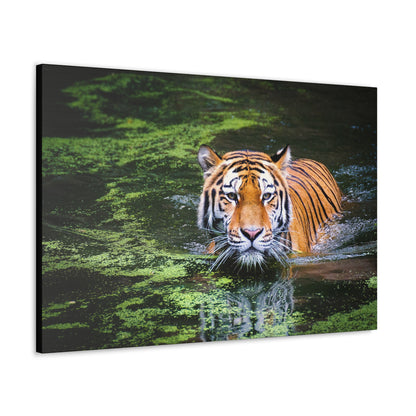 Silent Strength – Swimming Tiger Wall Art on canvas, acrylic, and metal – front view featuring a powerful tiger moving gracefully through water.