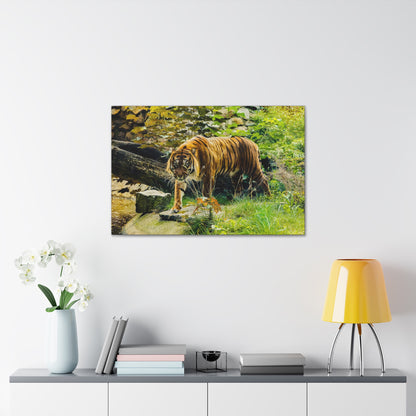 "Silent Predator – Tiger Drinking in the Grass Wall Art on canvas, acrylic, and metal – front view featuring a majestic tiger about to drink in a grassy field."
