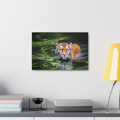 Silent Strength – Swimming Tiger Wall Art on canvas, acrylic, and metal – front view featuring a powerful tiger moving gracefully through water.