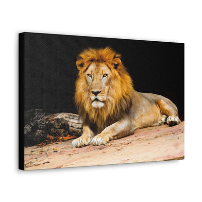 "Desert King – Lion Resting on Sandy Patch Wall Art on canvas, acrylic, and metal – front view featuring a relaxed lion lying on warm sand."
