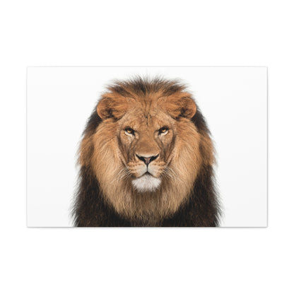 "Majestic Stance – Lion Propped Up on White Background Wall Art on canvas, acrylic, and metal – front view featuring a regal lion with a clean white backdrop."
