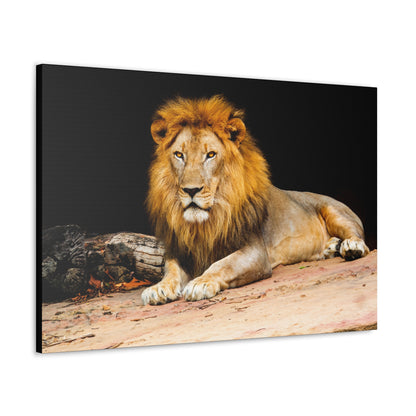 "Desert King – Lion Resting on Sandy Patch Wall Art on canvas, acrylic, and metal – front view featuring a relaxed lion lying on warm sand."
