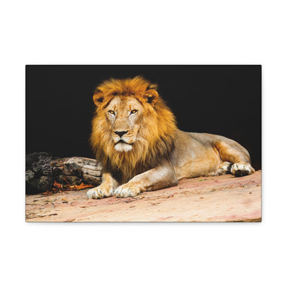 "Desert King – Lion Resting on Sandy Patch Wall Art on canvas, acrylic, and metal – front view featuring a relaxed lion lying on warm sand."
