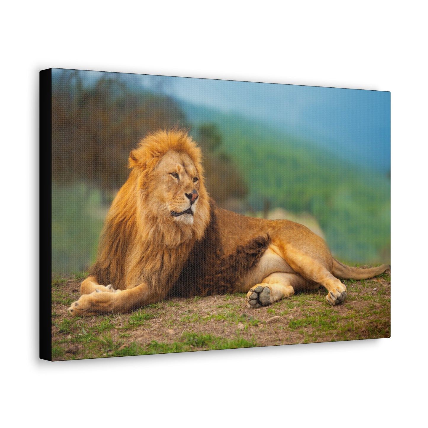 "Sunlit King – Male Lion Resting in the Sun Wall Art on canvas, acrylic, and metal – front view featuring a regal lion basking in golden sunlight."
