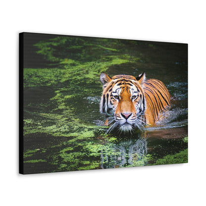Silent Strength – Swimming Tiger Wall Art on canvas, acrylic, and metal – front view featuring a powerful tiger moving gracefully through water.