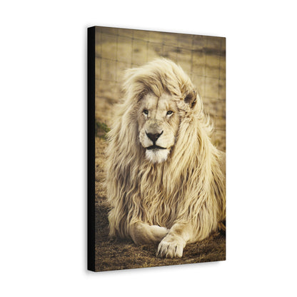 "Lion Laying in a Field Wall Art on canvas, acrylic, and metal – front view of majestic wildlife scene"
