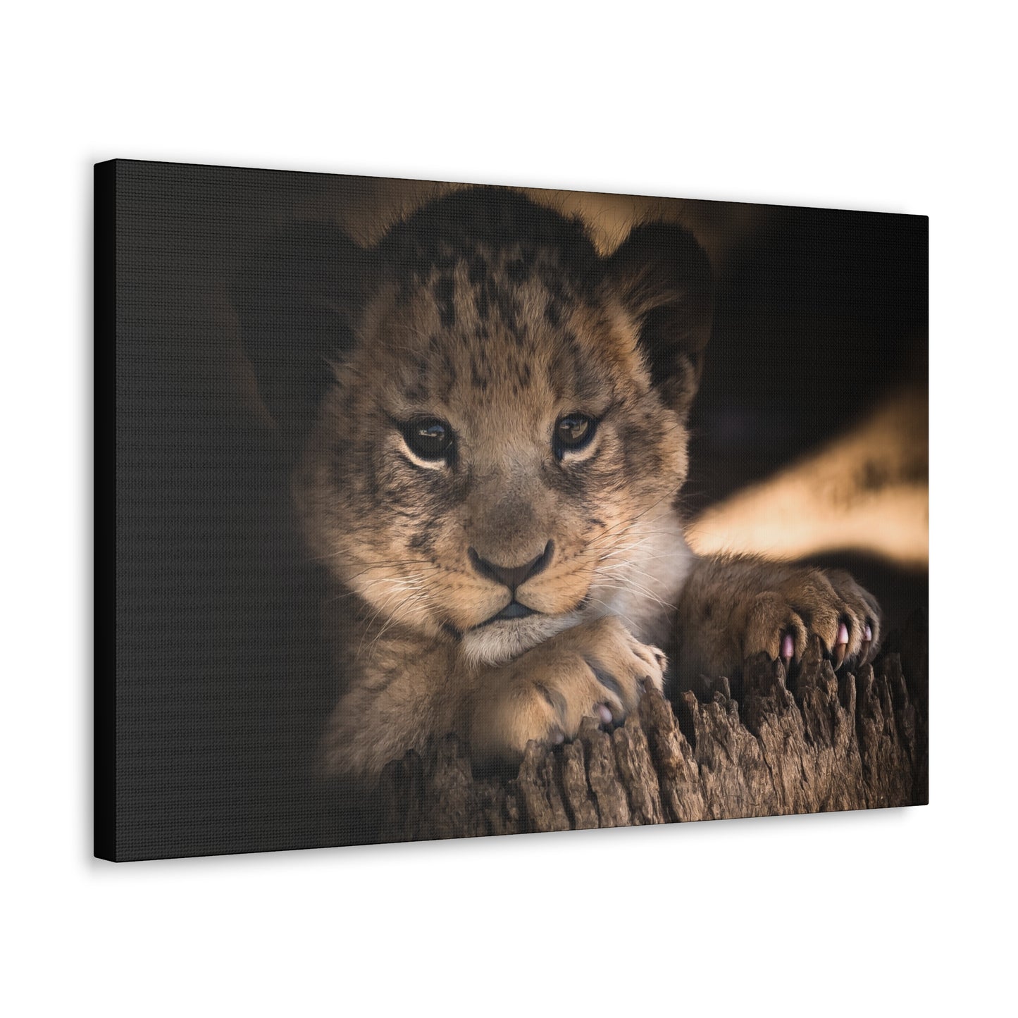 "Innocence of the Wild – Lion Cub Wall Art on canvas, acrylic, and metal – front view featuring a young lion cub in a heartwarming pose."
