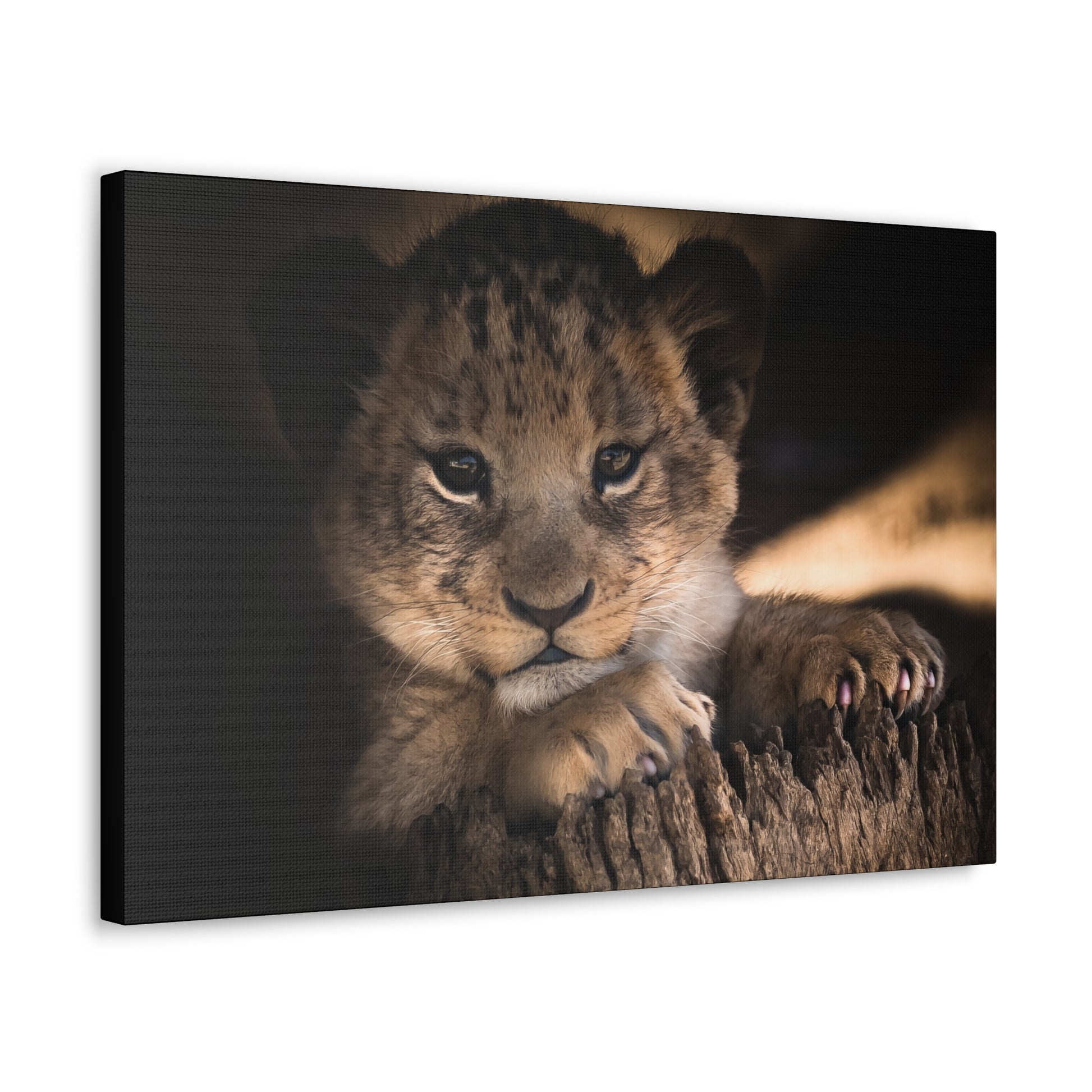 "Innocence of the Wild – Lion Cub Wall Art on canvas, acrylic, and metal – front view featuring a young lion cub in a heartwarming pose."
