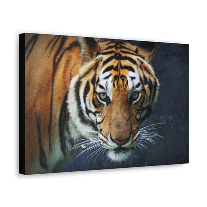 "Fierce Focus – Majestic Tiger Headshot Wall Art on canvas, acrylic, and metal – front view featuring an intense close-up of a tiger’s face."

