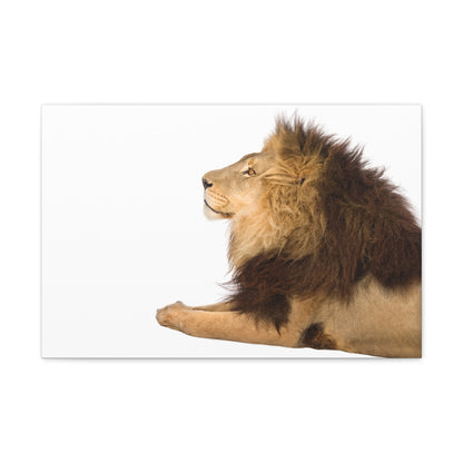 "Silent Guardian – Resting Lion on White Background Wall Art on canvas, acrylic, and metal – front view featuring a serene lion lying down."
