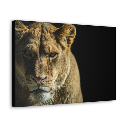 "Silent Huntress – Female Lion on the Prowl Wall Art on canvas, acrylic, and metal – front view featuring a lioness stalking her prey."

