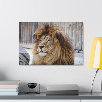 "Regal Rest – Lion Propping His Head Up Wall Art on canvas, acrylic, and metal – front view featuring a calm yet dominant lion resting his head on his paws."
