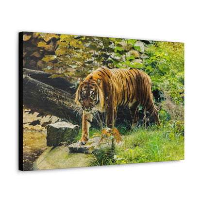 "Silent Predator – Tiger Drinking in the Grass Wall Art on canvas, acrylic, and metal – front view featuring a majestic tiger about to drink in a grassy field."
