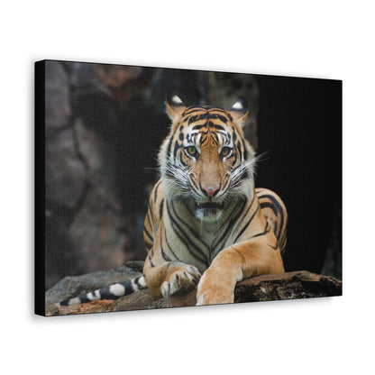 "Rock Throne – Tiger Resting on a Stone Wall Art on canvas, acrylic, and metal – front view featuring a majestic tiger lounging on a rugged rock."
