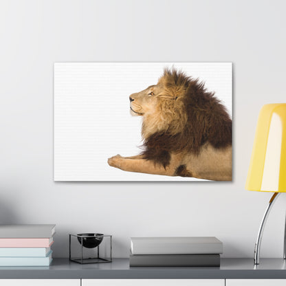 "Silent Guardian – Resting Lion on White Background Wall Art on canvas, acrylic, and metal – front view featuring a serene lion lying down."
