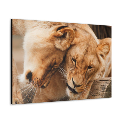 "Sisterhood of the Wild – Lioness Bond Wall Art on canvas, acrylic, and metal – front view featuring two lionesses touching heads in a heartwarming moment."
