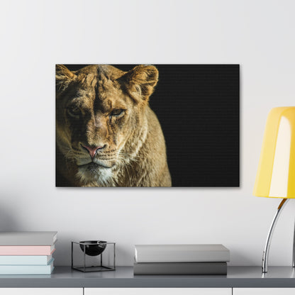 "Silent Huntress – Female Lion on the Prowl Wall Art on canvas, acrylic, and metal – front view featuring a lioness stalking her prey."

