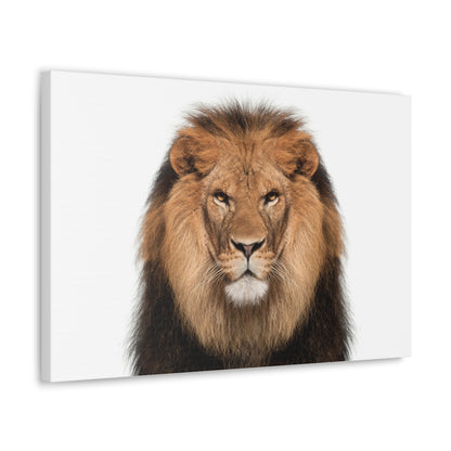 "Majestic Stance – Lion Propped Up on White Background Wall Art on canvas, acrylic, and metal – front view featuring a regal lion with a clean white backdrop."
