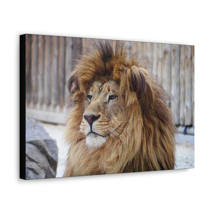 "Regal Rest – Lion Propping His Head Up Wall Art on canvas, acrylic, and metal – front view featuring a calm yet dominant lion resting his head on his paws."
