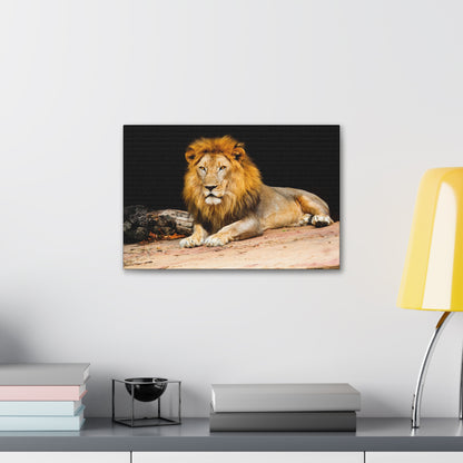 "Desert King – Lion Resting on Sandy Patch Wall Art on canvas, acrylic, and metal – front view featuring a relaxed lion lying on warm sand."
