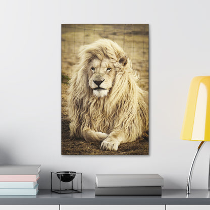 "Lion Laying in a Field Wall Art on canvas, acrylic, and metal – front view of majestic wildlife scene"
