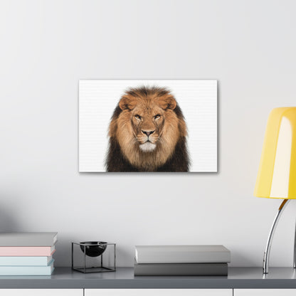 "Majestic Stance – Lion Propped Up on White Background Wall Art on canvas, acrylic, and metal – front view featuring a regal lion with a clean white backdrop."
