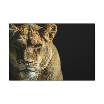 "Silent Huntress – Female Lion on the Prowl Wall Art on canvas, acrylic, and metal – front view featuring a lioness stalking her prey."
