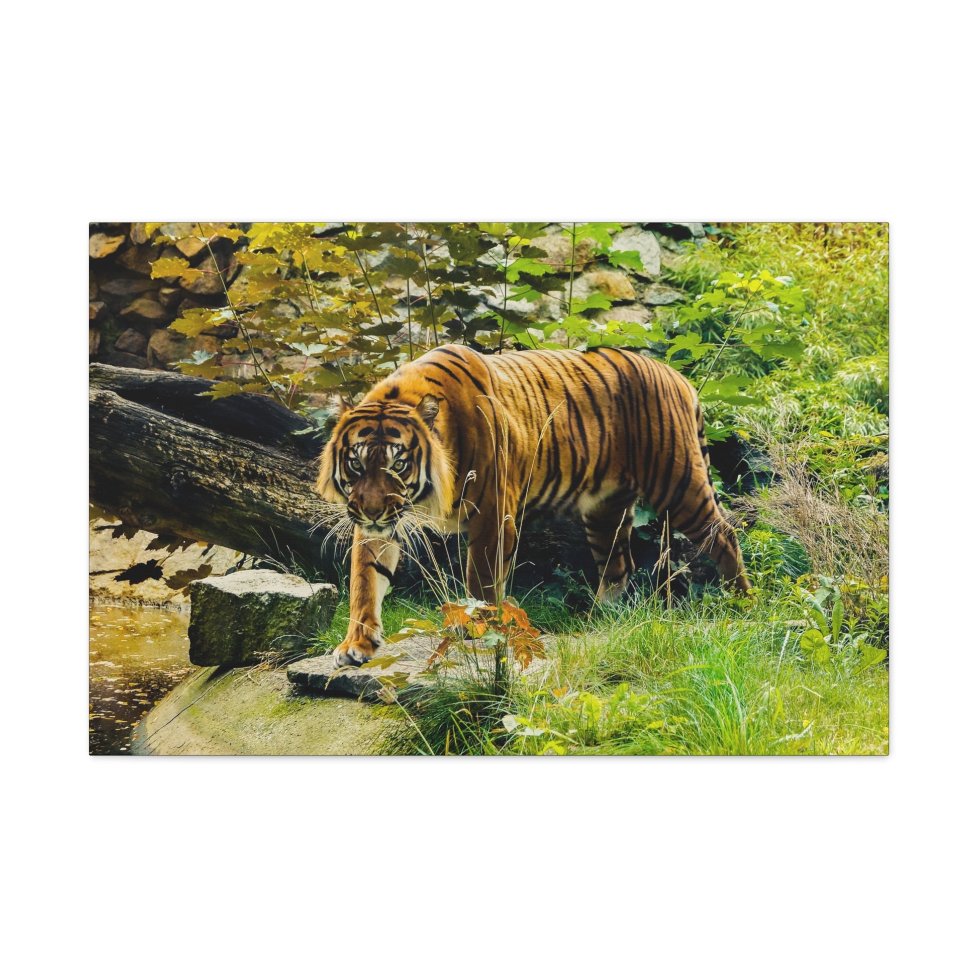 "Silent Predator – Tiger Drinking in the Grass Wall Art on canvas, acrylic, and metal – front view featuring a majestic tiger about to drink in a grassy field."
