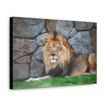 "Serenity of the Wild – Lion Resting in the Grass Wall Art on canvas, acrylic, and metal – front view featuring a calm yet powerful lion in the tall grass."
