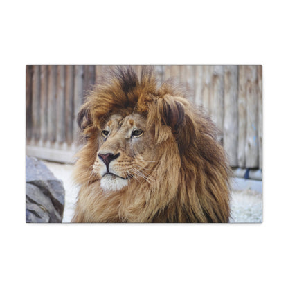 "Regal Rest – Lion Propping His Head Up Wall Art on canvas, acrylic, and metal – front view featuring a calm yet dominant lion resting his head on his paws."
