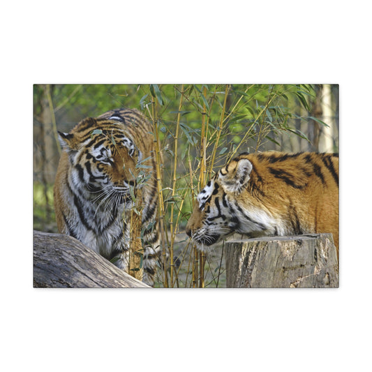 "Clash of Kings – Fighting Tigers Wall Art on canvas, acrylic, and metal – front view featuring two fierce tigers preparing to battle."