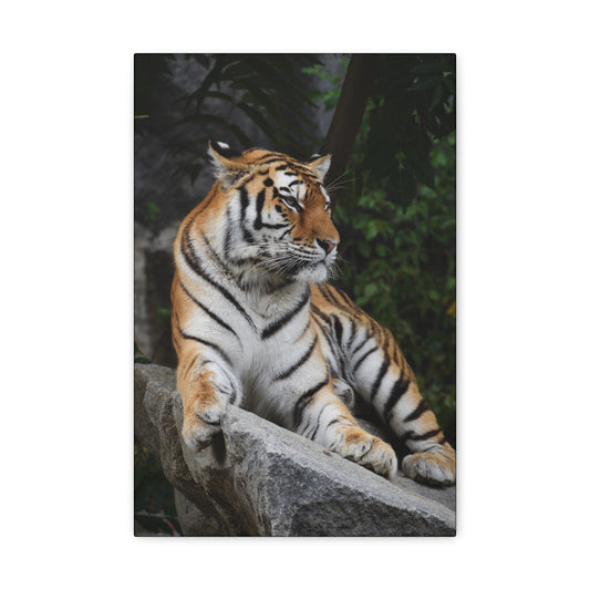 "Stone Throne – Tiger Resting on a Rock Wall Art on canvas, acrylic, and metal – front view featuring a powerful tiger reclining on a rugged rock."