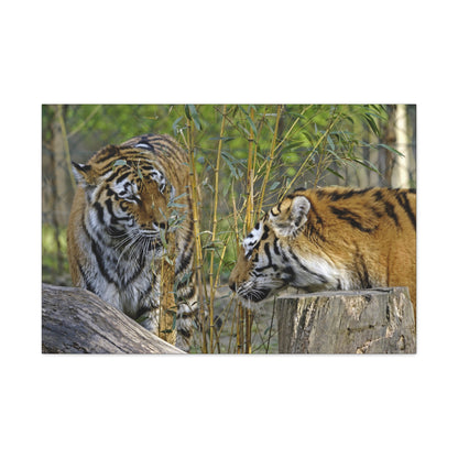 "Clash of Kings – Fighting Tigers Wall Art on canvas, acrylic, and metal – front view featuring two fierce tigers preparing to battle."
