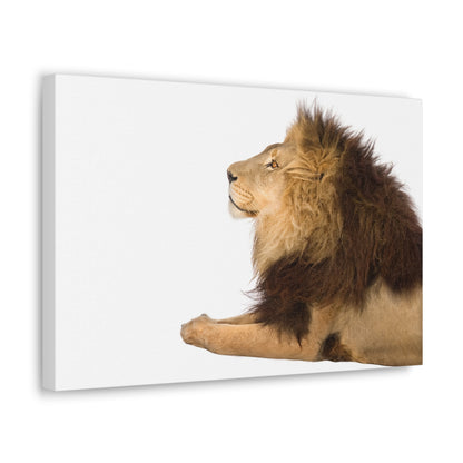 "Silent Guardian – Resting Lion on White Background Wall Art on canvas, acrylic, and metal – front view featuring a serene lion lying down."
