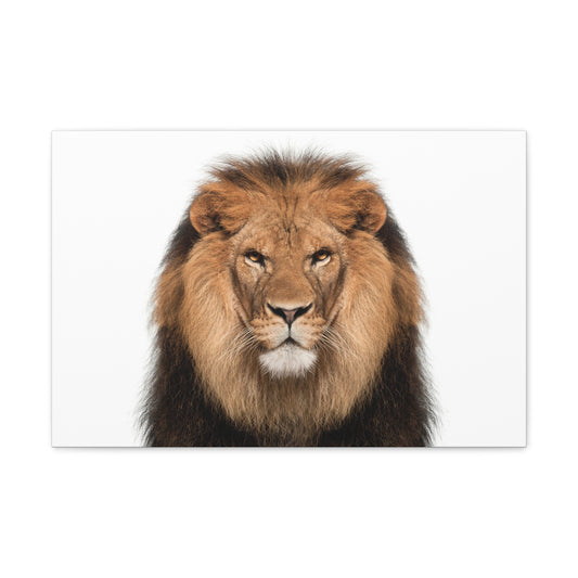 "Majestic Stance – Lion Propped Up on White Background Wall Art on canvas, acrylic, and metal – front view featuring a regal lion with a clean white backdrop."