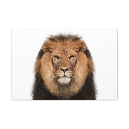 "Majestic Stance – Lion Propped Up on White Background Wall Art on canvas, acrylic, and metal – front view featuring a regal lion with a clean white backdrop."
