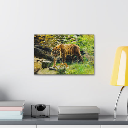 "Silent Predator – Tiger Drinking in the Grass Wall Art on canvas, acrylic, and metal – front view featuring a majestic tiger about to drink in a grassy field."

