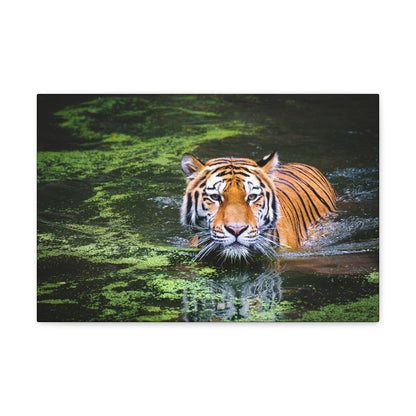 Silent Strength – Swimming Tiger Wall Art on canvas, acrylic, and metal – front view featuring a powerful tiger moving gracefully through water.