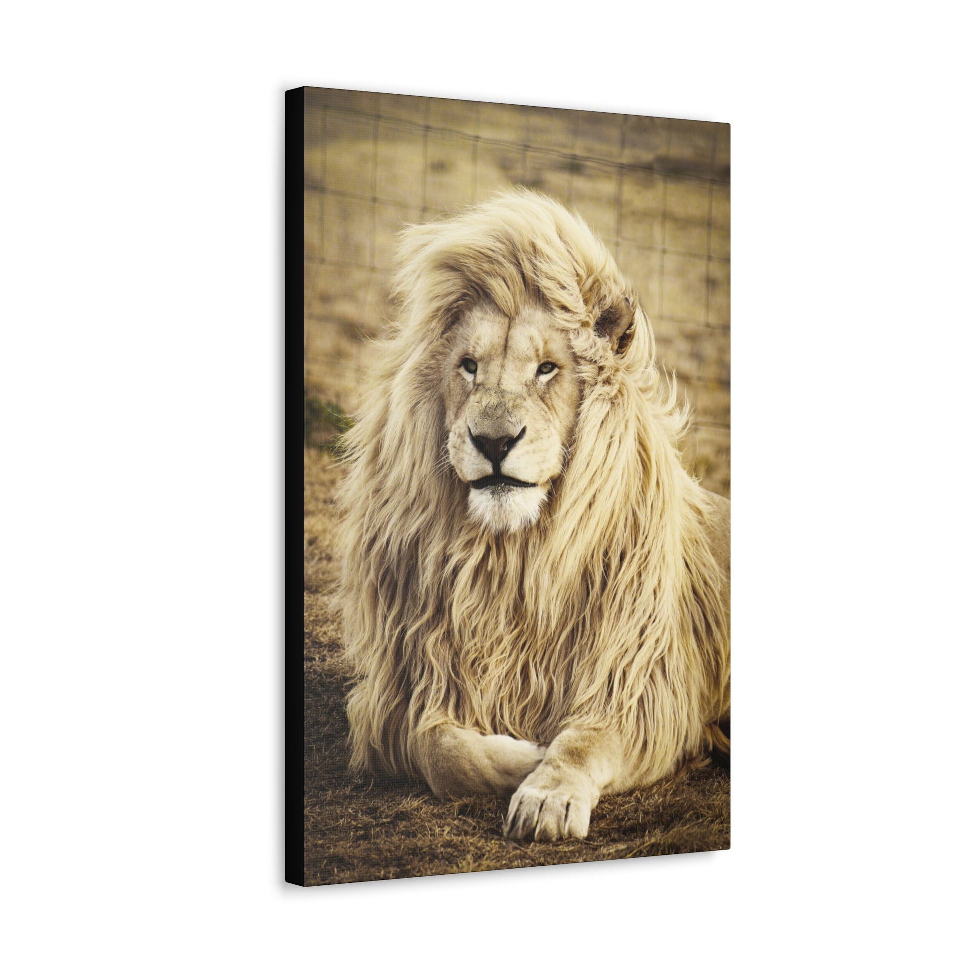 "Lion Laying in a Field Wall Art on canvas, acrylic, and metal – front view of majestic wildlife scene"
