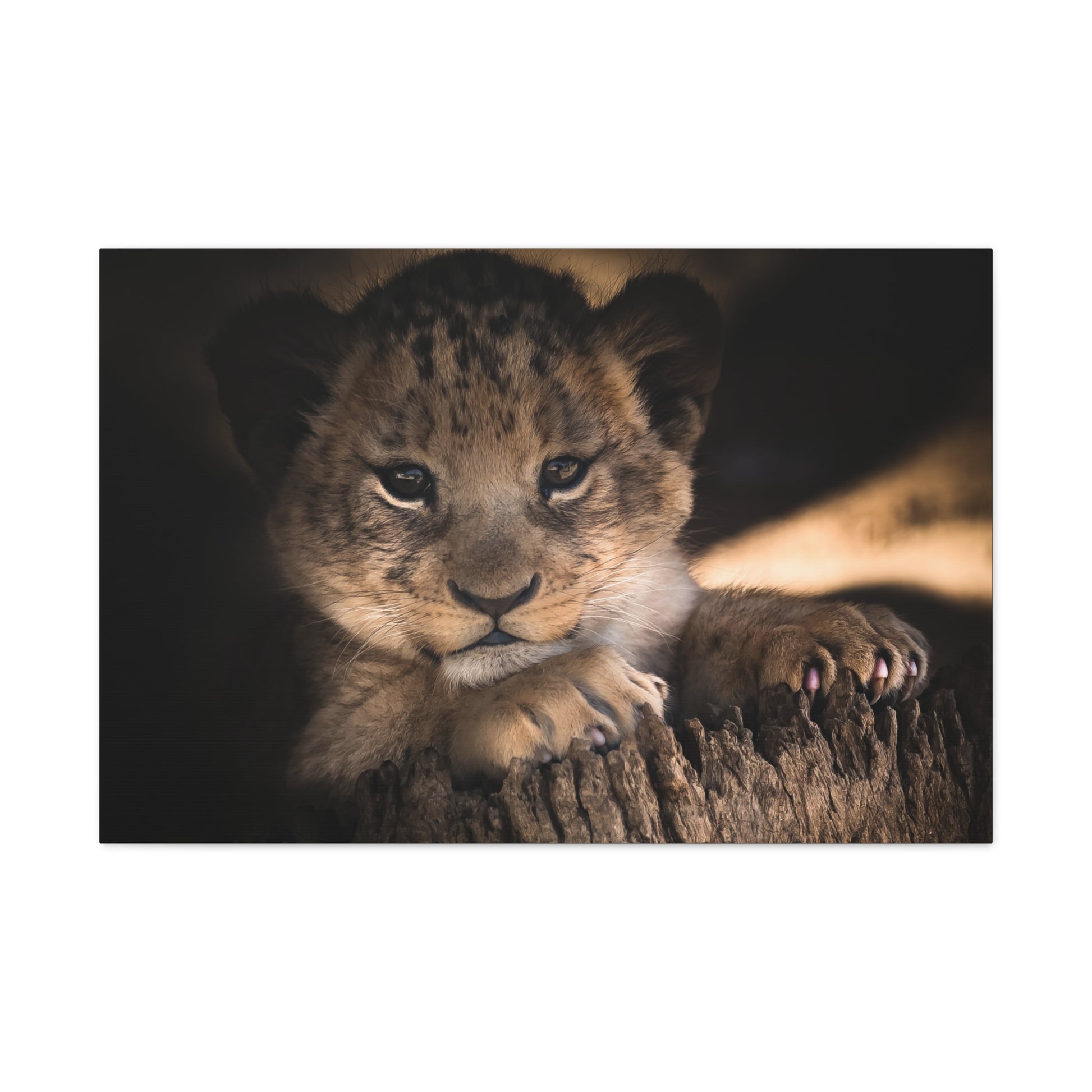 "Innocence of the Wild – Lion Cub Wall Art on canvas, acrylic, and metal – front view featuring a young lion cub in a heartwarming pose."
