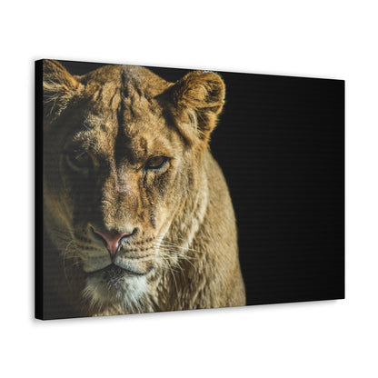 "Silent Huntress – Female Lion on the Prowl Wall Art on canvas, acrylic, and metal – front view featuring a lioness stalking her prey."
