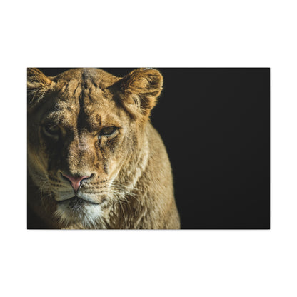 "Silent Huntress – Female Lion on the Prowl Wall Art on canvas, acrylic, and metal – front view featuring a lioness stalking her prey."
