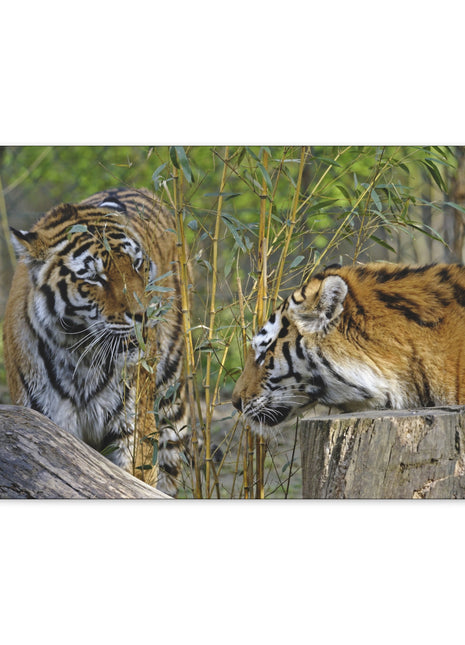 Clash of Kings – Fighting Tigers Wall Art | STG Collection - Snapping Turtle Gallery